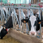 El FEGA recorta 1,5 € el importe por cabeza de vacuno de leche en las ayudas por la sequía