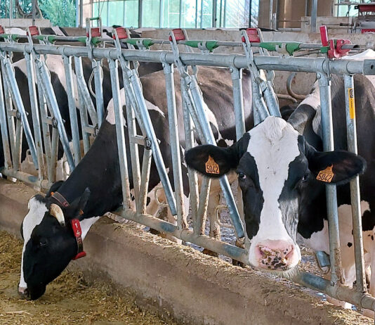 El FEGA recorta 1,5 € el importe por cabeza de vacuno de leche en las ayudas por la sequía