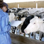 La Junta de Castilla y León bonificará el 95% de las tasas veterinarias en los ejercicios de 2024 y 2025