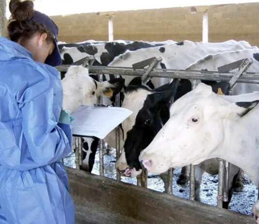 La mortalidad de las ganaderías crece porque la norma actual impide aplicar tratamientos adecuados