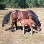 Caballos Valberzoso (C) Fco Javier Ruiz