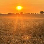 La Junta publica las bases de sus ayudas a los intereses de los préstamos por la sequía