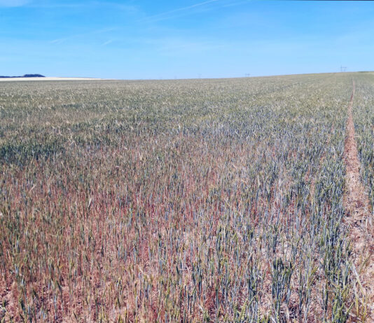 La indemnización de Agroseguro en cultivos herbáceos supera ya los 20 millones de € en Palencia