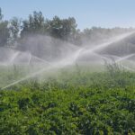 Patatas Alar del Rey 1 2023