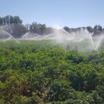 Patatas Alar del Rey 2 2023