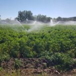 Patatas Alar del Rey 3 2023