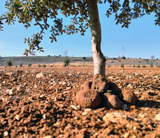 Palencia ha plantado con ayudas de la Junta unas 35 hectáreas de truferas desde 2016