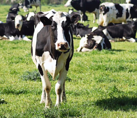 Palencia mantiene por cuarto año consecutivo una baja prevalencia de tuberculosis bovina