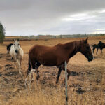 Viñalta ofrece gratis unas jornadas de cuidados básicos del caballo
