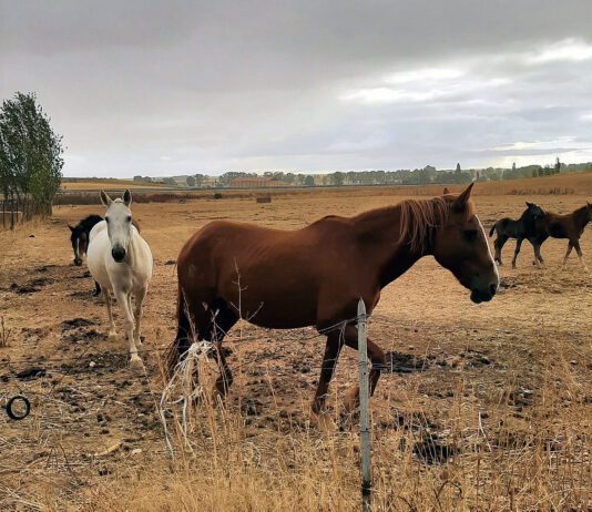 Viñalta ofrece gratis unas jornadas de cuidados básicos del caballo