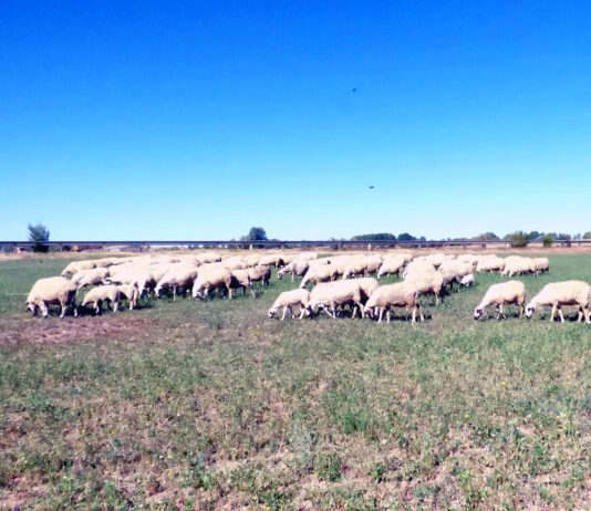 ASAJA alerta sobre la bajada en las cuantías de las ayudas previstas por los ecorregímenes