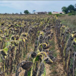 La cotización del girasol, tras varios meses estable, se une al descenso que viene padeciendo la del cereal