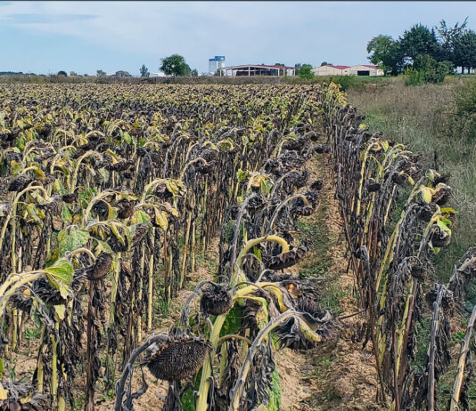 La cotización del girasol, tras varios meses estable, se une al descenso que viene padeciendo la del cereal