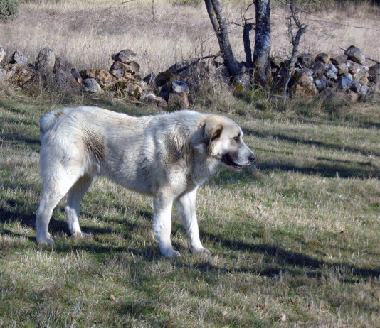 Jueves 10 de octubre, plazo máximo para justificar la ayuda de la Diputación a los mastines ganaderos
