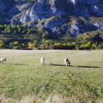 Se mantiene la tendencia alcista en el bovino de carne, por una oferta que sigue escasa