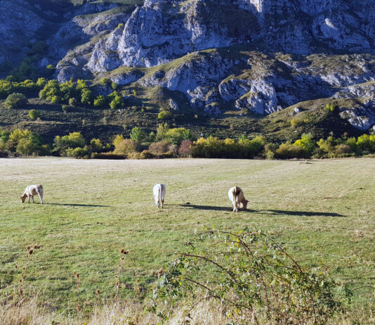 Se mantiene la tendencia alcista en el bovino de carne, por una oferta que sigue escasa