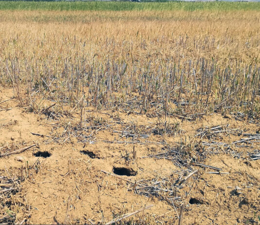 La Junta de Castilla y León avisa a los agricultores sobre medidas para prevenir el topillo