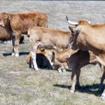 El FEGA fija el importe unitario de las ayudas asociadas a la ganadería de la campaña 2023