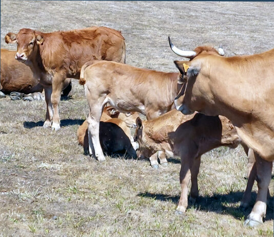 El FEGA fija el importe unitario de las ayudas asociadas a la ganadería de la campaña 2023