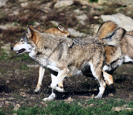 ASAJA celebra que el Congreso saque al lobo de especie con la máxima protección al norte del Duero