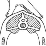 Curso en Viñalta sobre evaluación de la condición corporal ovina y su influencia en la reproducción