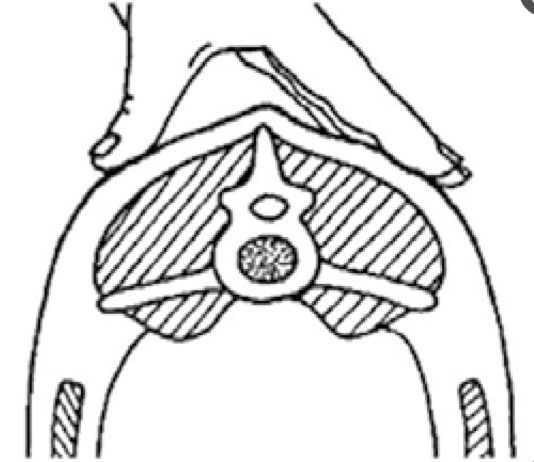 Curso en Viñalta sobre evaluación de la condición corporal ovina y su influencia en la reproducción