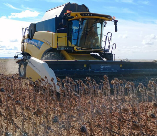Repiten las cotizaciones de todos los cereales y del girasol en la Lonja de León