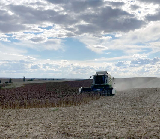 Ligera caída del girasol en la segunda sesión tras retomar su cotización la Lonja de León