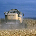 El precio del cereal sigue a la baja y el maíz retoma su cotización por un tercio menos que hace un año