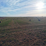 La cotización de la alfalfa cae por un inesperado corte en secano tras las lluvias de septiembre