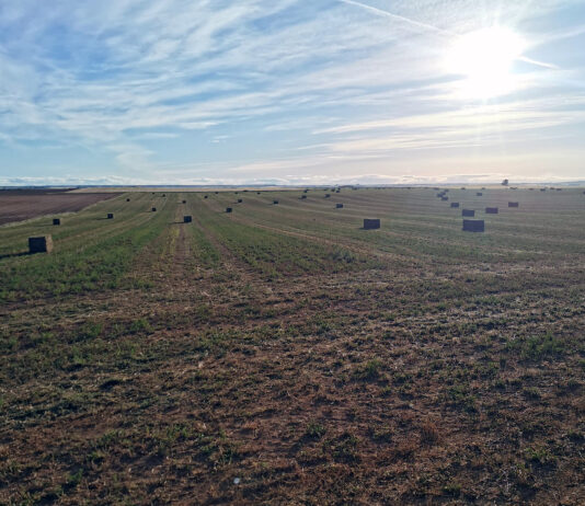 La cotización de la alfalfa cae por un inesperado corte en secano tras las lluvias de septiembre