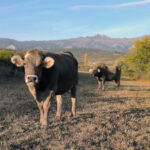 Vacuno-MontañaPal-Tania