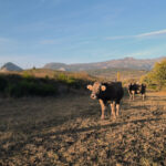 Vacuno-MontañaPal-Tania2