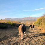 Los ganaderos de bovino de carne insisten en que el precio de lonja está 20 cts./kg por debajo del mercado