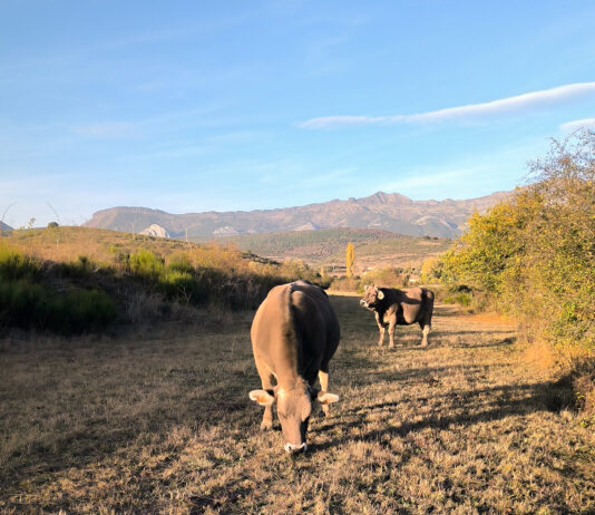 Los ganaderos de bovino de carne insisten en que el precio de lonja está 20 cts./kg por debajo del mercado