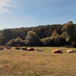 Los ganaderos de bovino de carne afirman que los precios de lonja se hallan por debajo del mercado real