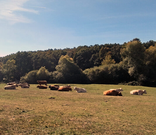 Los ganaderos de bovino de carne afirman que los precios de lonja se hallan por debajo del mercado real