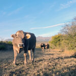 Vacuno-MontañaPal-Tania6