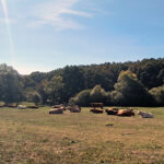 Jornada técnica telemática gratuita sobre la producción de vacuno de carne en extensivo