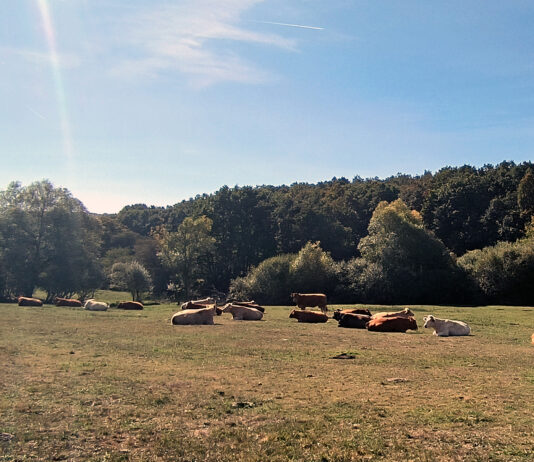 Jornada técnica telemática gratuita sobre la producción de vacuno de carne en extensivo