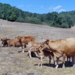 El precio del añojo sigue su lenta recuperación, en tanto los lechazos cotizan ya menos que hace un año