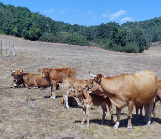 La cotización del vacuno de carne en la Lonja de Salamanca repite por cuarta semana consecutiva