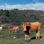 La cotización del bovino de carne sigue al alza por la baja oferta para cubrir la demanda cara a Navidad