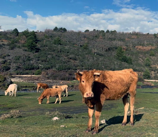 La cotización del bovino de carne sigue al alza por la baja oferta para cubrir la demanda cara a Navidad
