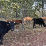 La cotización del lechazo se frena a dos meses de la Navidad y el vacuno de carne sigue estancado