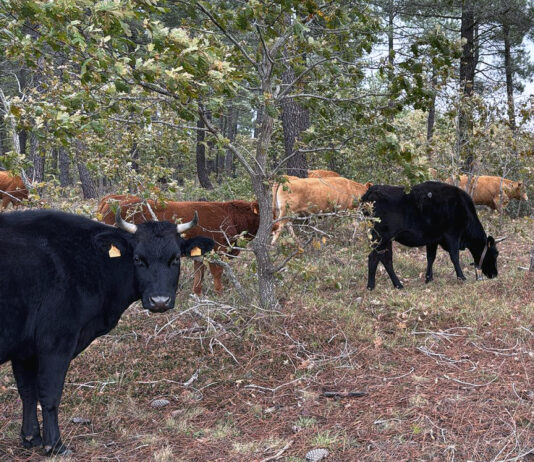 La cotización del lechazo se frena a dos meses de la Navidad y el vacuno de carne sigue estancado