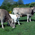 La cotización del vacuno de carne en la Lonja de Salamanca repite por segunda semana consecutiva