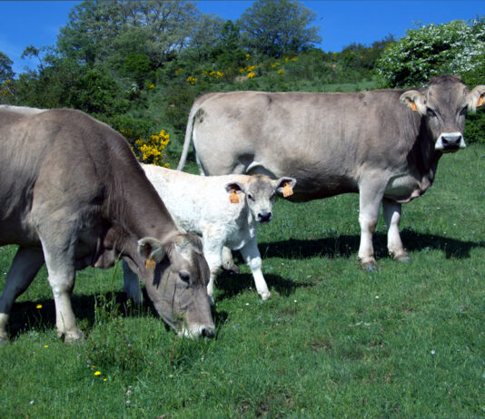 La cotización del vacuno de carne en la Lonja de Salamanca repite por segunda semana consecutiva