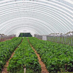 La ayuda a futuras inversiones en bioseguridad en viveros puede solicitarse hasta el 6 de noviembre