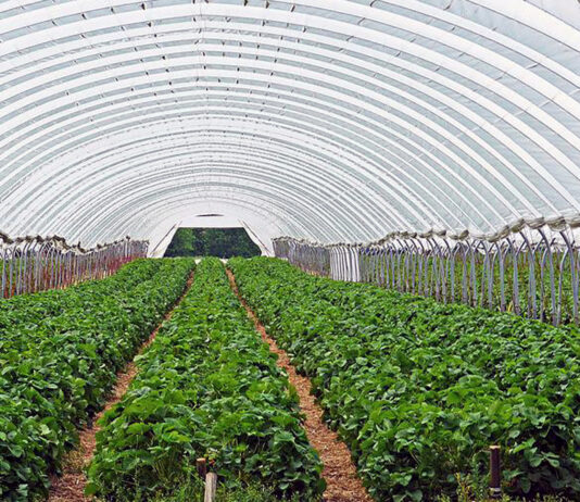 La ayuda a futuras inversiones en bioseguridad en viveros puede solicitarse hasta el 6 de noviembre